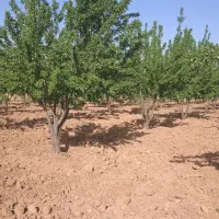 زمین باغشهر روستای ابپرده