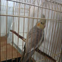 عروس هلندی گمشده