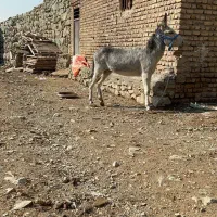 واگذاری انواع الاغ|حیوانات مزرعه|تهران, شهرک آزمایش|دیوار