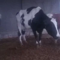 گاوشیری|حیوانات مزرعه|باشتین, |دیوار