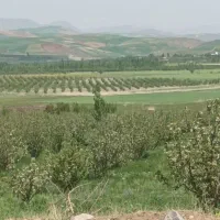 نهال مرکبات و سیاه درخت و ریشه