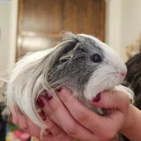 خوکچه‌هندی بسیار خوشگل و مهربان