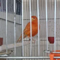 قناری رد فکتور به شرط خواندن مسته مست