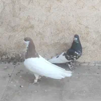 دو عدد شهری نر