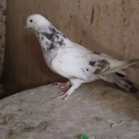 کبوتر پور اصفهان|پرنده|نجفآباد, شهدای غربی|دیوار