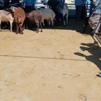 بار گوسفند و گاو