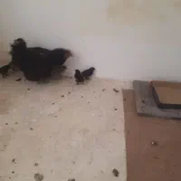 مرغ لری با ۷ جوجه