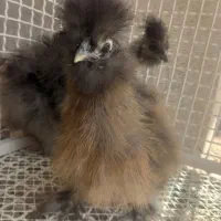 ابریشمی در نی‌ریز