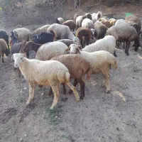 گوسفند فروشی