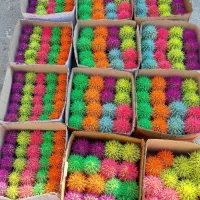 کاکتوس رنگی