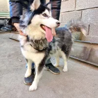 سگ هاسکی ماده1 ساله|سگ|مشهد, طلاب|دیوار