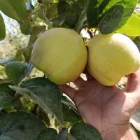 میوه به تازه باغی - بِه درجه ۱ - درجه ۲ - مخلوط|عمدهفروشی|مرودشت, تخت جمشید|دیوار