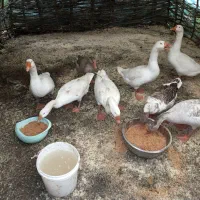 غاز طبیعی|حیوانات مزرعه|اسالم, |دیوار