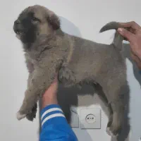 یه جفت توله سرابی نرو ماده|سگ|تهران, امام زاده عبدالله|دیوار