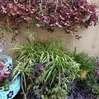 گلدان گل حیاط