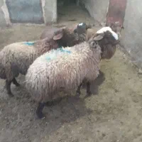 ۴ عدد بره نر|حیوانات مزرعه|گل تپه, |دیوار