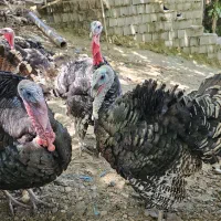 تخم بوقلمون برنز|حیوانات مزرعه|لنگرود, |دیوار