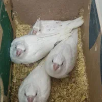 جوجه عروس هلندی البینو