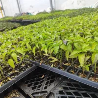 نشا فلفل ریز تند بومی آماده انتقال