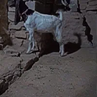 تیشتر افغانی|حیوانات مزرعه|مسجد سلیمان, |دیوار