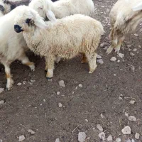 بره شیری