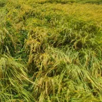 برنج چمپا(چلتیک)|خوردنی و آشامیدنی|یاسوج, |دیوار