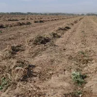 خرید فروش علف بادام زمینی