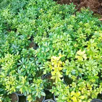 پیتسپروم و فوتونیا و شمشاد طلایی و سبز|عمده‌فروشی|رشت, بیجارپس|دیوار