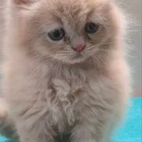 گربه پرشین سوپرفلت