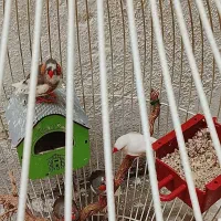 پرنده وابزی