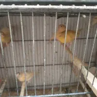 قناری جوجه شش ماهه موزاییکی وپرستار