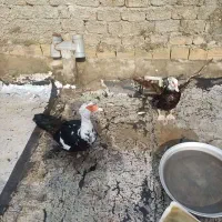 ۲ عدد اردک اسرائیلی