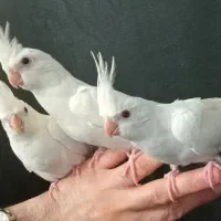 طوطی کوکاتیل رام سخنگو|پرنده|رشت, نامجو|دیوار