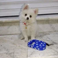 سگ پامرین اصیل|سگ|محمدشهر, محمدشهر|دیوار