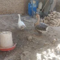 3 عدد قو غاز سر حال