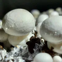 کارگر قارچ کار و سالندار