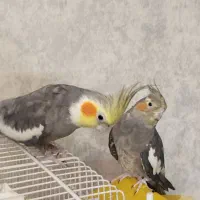 جفت عروس هلندی سینامون کارداده کینگ سایز|پرنده|شیراز, گلشن|دیوار