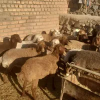 بره ماده دجه یک خوش ذات|حیوانات مزرعه|عطاملک, |دیوار