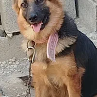 ماده سگ ژرمن|سگ|ارزوئیه, |دیوار