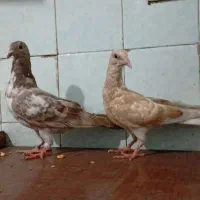 کبوتر