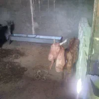 بزکامورایی پاکستانی|حیوانات مزرعه|ایذه, |دیوار