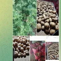 سیب زمینی بذری