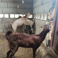 بز آغوس و کهره نر و ماده|حیوانات مزرعه|بندرعباس, |دیوار