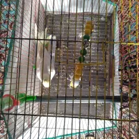 عروس هلندی همراه قفس