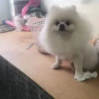 پامر خرسی نر جهت جفتگیری