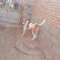 سگ گله آدمی به شرط