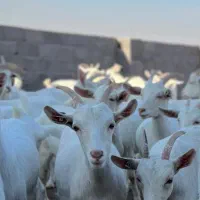 پخش مستقیم شیر بز|حیوانات مزرعه|مشهد, آبکوه|دیوار