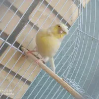 قناری ماده اماده|پرنده|کاشان, باغچه فیض|دیوار