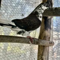 کبوتر پرشی و زینتی