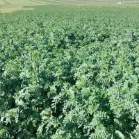 نخود مادری منصور|عمده‌فروشی|صحنه, |دیوار